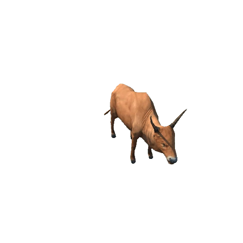 Cow_Indian_SV_RM_SLP 1